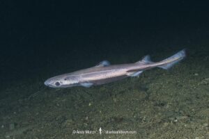 Velvet Belly Lanternshark, Etmopterus spinax. The velvet belly is a wide-ranging deepwater shark from Iceland and Norway southward to South Africa. Lanternsharks are a family of dogfishes within the order Squaliformes.