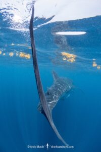 Whale Shark, Rhincodon typus. Largest fish in the world possibly exceeding 20m in length. Isla Mujeres, Mexico. Caribbean Sea.