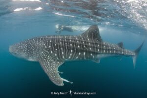 Whale Shark, Rhincodon typus. Largest fish in the world possibly exceeding 20m in length. La Paz Bay, Sea of Cortez, Mexico.
