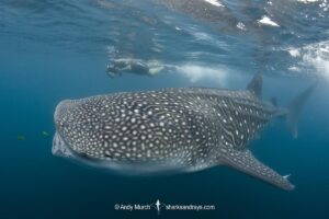 Whale Shark, Rhincodon typus. Largest fish in the world possibly exceeding 20m in length. La Paz Bay, Sea of Cortez, Mexico.