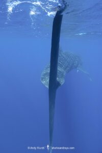 Whale Shark, Rhincodon typus. Largest fish in the world possibly exceeding 20m in length. Isla Mujeres, Mexico. Caribbean Sea.