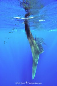 Whale Shark, Rhincodon typus. Largest fish in the world possibly exceeding 20m in length. Isla Mujeres, Mexico. Caribbean Sea.