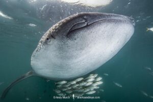Whale Shark, Rhincodon typus. Largest fish in the world possibly exceeding 20m in length. Holbox Island, Gulf of Mexico. Caribbean Sea.