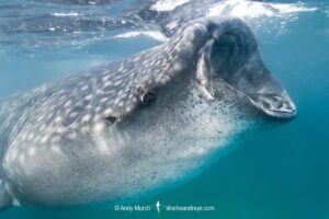 Whale Shark, Rhincodon typus. Largest fish in the world possibly exceeding 20m in length. Holbox Island, Gulf of Mexico. Caribbean Sea.