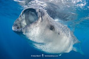 Whale Shark, Rhincodon typus. Largest fish in the world possibly exceeding 20m in length. Isla Mujeres, Mexico. Caribbean Sea.