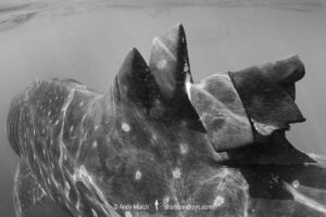 Whale Shark, Rhincodon typus. Largest fish in the world possibly exceeding 20m in length. Isla Mujeres, Mexico. Caribbean Sea.