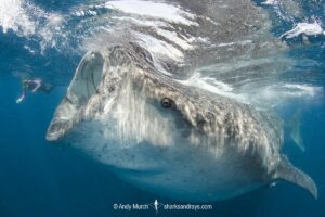 Whale Shark, Rhincodon typus. Largest fish in the world possibly exceeding 20m in length. Isla Mujeres, Mexico. Caribbean Sea.