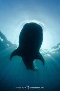 Whale Shark, Rhincodon typus. Largest fish in the world possibly exceeding 20m in length. Isla Mujeres, Mexico. Caribbean Sea.