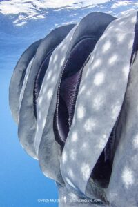 Whale Shark, Rhincodon typus. Largest fish in the world possibly exceeding 20m in length. Isla Mujeres, Mexico. Caribbean Sea.
