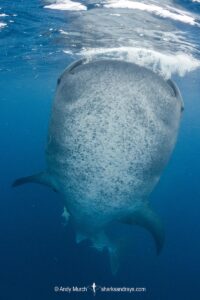 Whale Shark, Rhincodon typus. Largest fish in the world possibly exceeding 20m in length. Isla Mujeres, Mexico. Caribbean Sea.