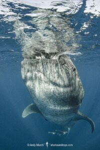 Whale Shark, Rhincodon typus. Largest fish in the world possibly exceeding 20m in length. Isla Mujeres, Mexico. Caribbean Sea.