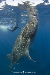 Whale Shark, Rhincodon typus. Largest fish in the world possibly exceeding 20m in length. Isla Mujeres, Mexico. Caribbean Sea.