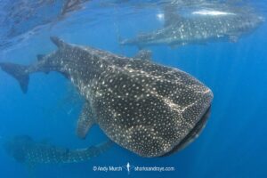 Whale Shark, Rhincodon typus. Largest fish in the world possibly exceeding 20m in length. Isla Mujeres, Mexico. Caribbean Sea.