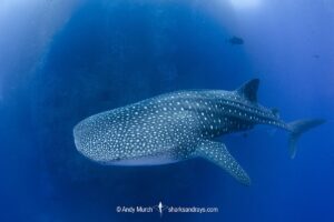 Whale Shark, Rhincodon typus. Largest fish in the world possibly exceeding 20m in length. Roca Partida, Socorro, Mexico, Eastern Pacific.