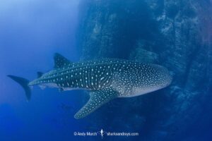 Whale Shark, Rhincodon typus. Largest fish in the world possibly exceeding 20m in length. Roca Partida, Socorro, Mexico, Eastern Pacific.