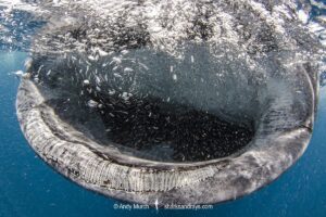 Whale Shark, Rhincodon typus. Largest fish in the world possibly exceeding 20m in length. Isla Mujeres, Mexico. Caribbean Sea.