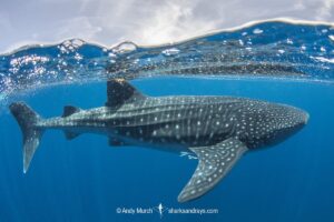 Whale Shark, Rhincodon typus. Largest fish in the world possibly exceeding 20m in length. Isla Mujeres, Mexico. Caribbean Sea.