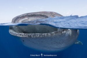 Whale Shark, Rhincodon typus. Largest fish in the world possibly exceeding 20m in length. Isla Mujeres, Mexico. Caribbean Sea.