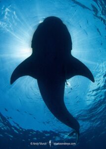 Whale Shark, Rhincodon typus. Largest fish in the world possibly exceeding 20m in length. Isla Mujeres, Mexico. Caribbean Sea.