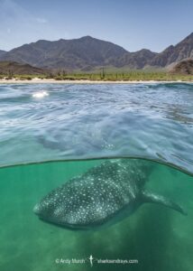 Whale Shark, Rhincodon typus. Largest fish in the world possibly exceeding 20m in length. Bahia de los Angeles, Sea of Cortez, Mexico.