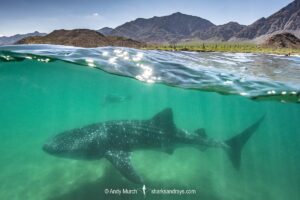 Whale Shark, Rhincodon typus. Largest fish in the world possibly exceeding 20m in length. Bahia de los Angeles, Sea of Cortez, Mexico.