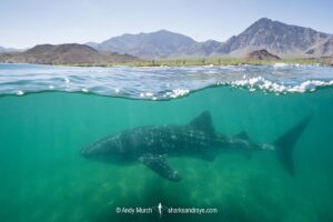 Whale Shark, Rhincodon typus. Largest fish in the world possibly exceeding 20m in length. Bahia de los Angeles, Sea of Cortez, Mexico.