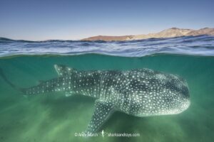 Whale Shark, Rhincodon typus. Largest fish in the world possibly exceeding 20m in length. Bahia de los Angeles, Sea of Cortez, Mexico.