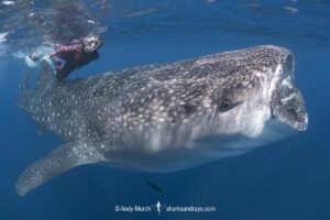 Whale Shark, Rhincodon typus. Largest fish in the world possibly exceeding 20m in length. Isla Mujeres, Mexico. Caribbean Sea.