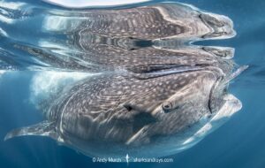 Whale Shark, Rhincodon typus. Largest fish in the world possibly exceeding 20m in length. Isla Mujeres, Mexico. Caribbean Sea.