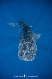 Whale Shark, Rhincodon typus. Largest fish in the world possibly exceeding 20m in length. Isla Mujeres, Mexico. Caribbean Sea.