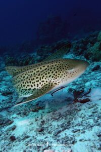 Zebra Shark, Stegostoma tigrinum (formerly Stegostoma fasciatum). Aka leopard shark in Australia. Similan Islands National Park, Thailand, Indian Ocean.