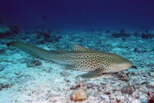 Zebra Shark, Stegostoma tigrinum (formerly Stegostoma fasciatum). Aka leopard shark in Australia. Similan Islands National Park, Thailand, Indian Ocean.