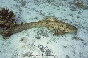 Zebra Shark, Stegostoma tigrinum (formerly Stegostoma fasciatum). Aka leopard shark in Australia. Similan Islands National Park, Thailand, Indian Ocean.