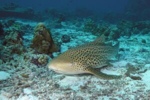 Zebra Shark, Stegostoma tigrinum (formerly Stegostoma fasciatum). Aka leopard shark in Australia. Similan Islands National Park, Thailand, Indian Ocean.
