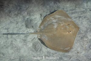 Arabian Banded Whipray, Maculabatis randalli. Previously Himantura randalli. Aka. Randall's Stingray or Arabian stingray. Indian Ocean. Possibly an endemic ray from the Persian Gulf.