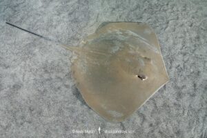 Arabian Banded Whipray, Maculabatis randalli. Previously Himantura randalli. Aka. Randall's Stingray or Arabian stingray. Indian Ocean. Possibly an endemic ray from the Persian Gulf.