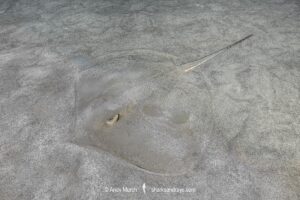 Arabian Banded Whipray, Maculabatis randalli. Previously Himantura randalli. Aka. Randall's Stingray or Arabian stingray. Indian Ocean. Possibly an endemic ray from the Persian Gulf.