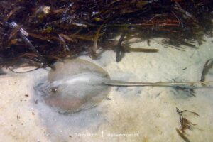 Atlantic Stingray, Hypanus sabinus. The only North American stingray capable of living in fresh or saltwater environments. Panama City, Florida, Gulf of Mexico.