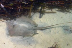 Atlantic Stingray, Hypanus sabinus. The only North American stingray capable of living in fresh or saltwater environments. Panama City, Florida, Gulf of Mexico.