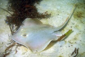 Atlantic Stingray, Hypanus sabinus. The only North American stingray capable of living in fresh or saltwater environments. Panama City, Florida, Gulf of Mexico.