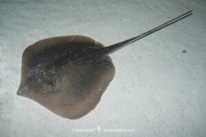 Atlantic Stingray, Hypanus sabinus. The only North American stingray capable of living in fresh or saltwater environments. Panama City, Florida, Gulf of Mexico.