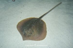 Atlantic Stingray, Hypanus sabinus. The only North American stingray capable of living in fresh or saltwater environments. Panama City, Florida, Gulf of Mexico.