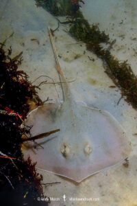 Atlantic Stingray, Hypanus sabinus. The only North American stingray capable of living in fresh or saltwater environments. Panama City, Florida, Gulf of Mexico.