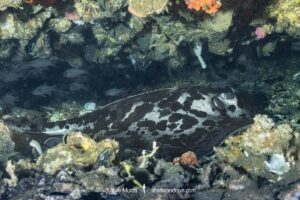 Blotched Fantail Ray, Taeniurops meyeni. Aka marbled stingray, blotched fantail ray, ribbontail ray.. A large stingray from the Indo-Pacific. Image from Malapascua, Philippines.