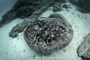 Blotched Fantail Ray, Taeniurops meyeni. Aka marbled stingray, blotched fantail ray, ribbontail ray. A large stingray from the Indo-Pacific. Image from Nuku Hiva, French Polynesia.