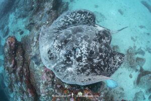 Blotched Fantail Ray, Taeniurops meyeni. Aka marbled stingray, blotched fantail ray, ribbontail ray. A large stingray from the Indo-Pacific. Image from Nuku Hiva, French Polynesia.