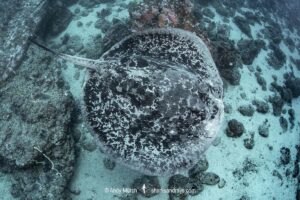 Blotched Fantail Ray, Taeniurops meyeni. Aka marbled stingray, blotched fantail ray, ribbontail ray. A large stingray from the Indo-Pacific. Image from Nuku Hiva, French Polynesia.