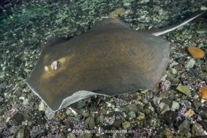 Blue stingray, Dasyatis chrysonota, Wild Coast, South Africa, Indian Ocean.