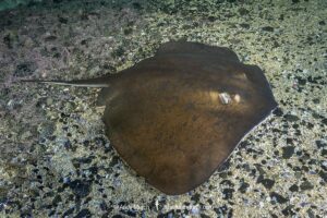 Blue stingray, Dasyatis chrysonota, Wild Coast, South Africa, Indian Ocean.