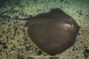 Blue stingray, Dasyatis chrysonota, Wild Coast, South Africa, Indian Ocean.